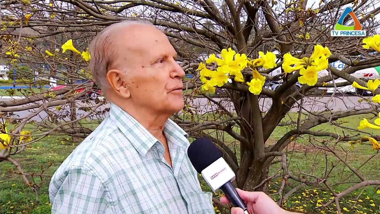 (JC 06/09/16) Saiba mais sobre os ipês, árvores que são símbolos do país e paisagem certa na região