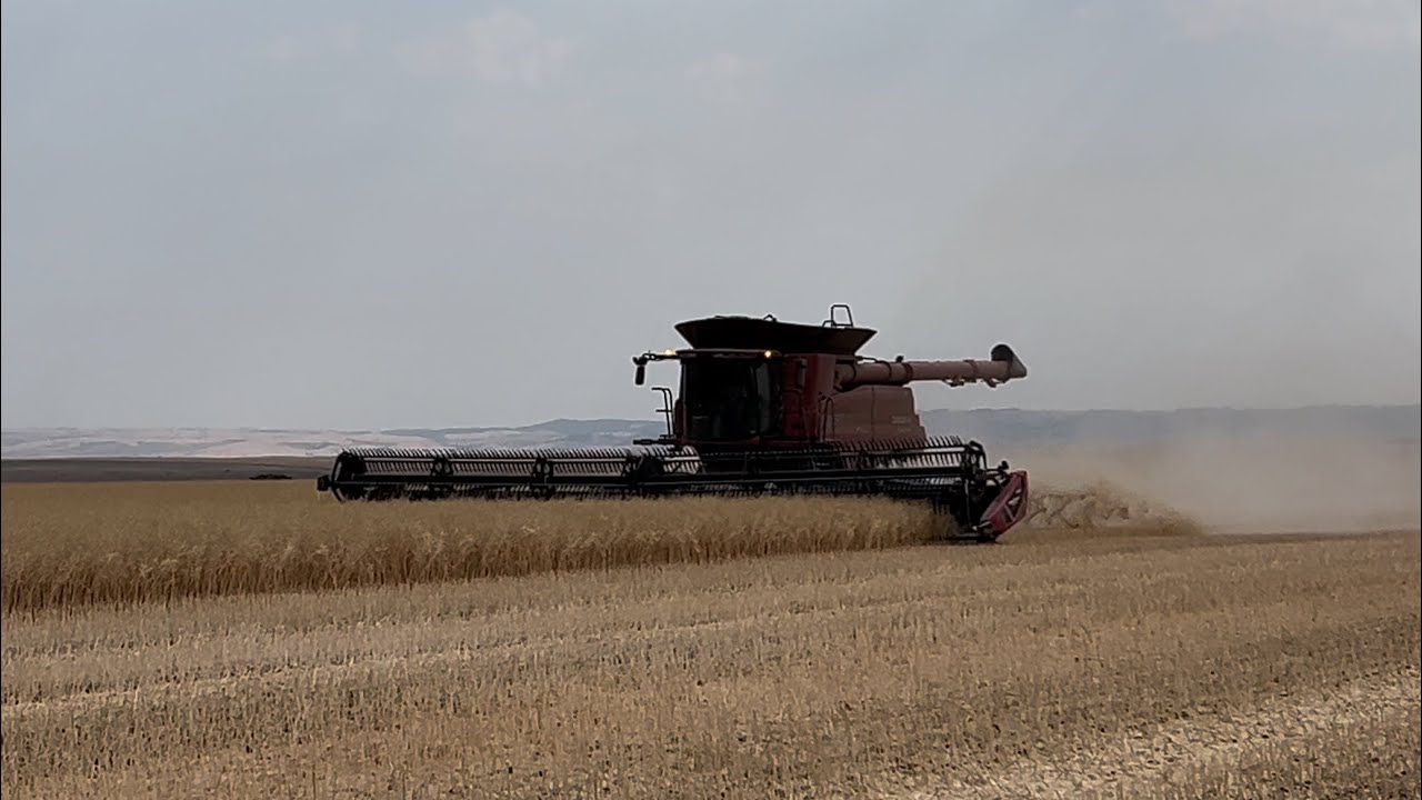 Harvesting Canola!