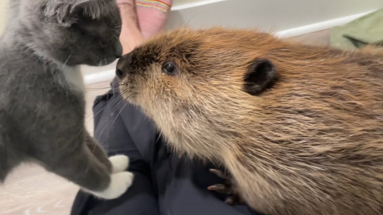 Tulip wrestle playtime with tantrums