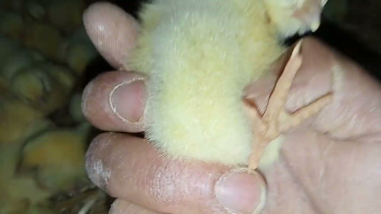 #استقبال الكتكوت وبداية دورة تربية الدجاج الرومي 🐔🐔🐔