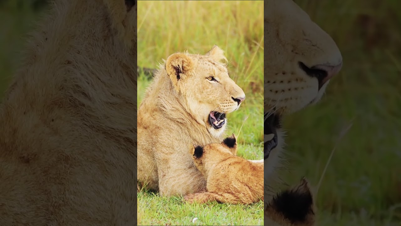 Wildlife Adventures in 8K Ultra HD #WildlifeVideos #AnimalKingdom #WildlifeWatching  #WildAnimals