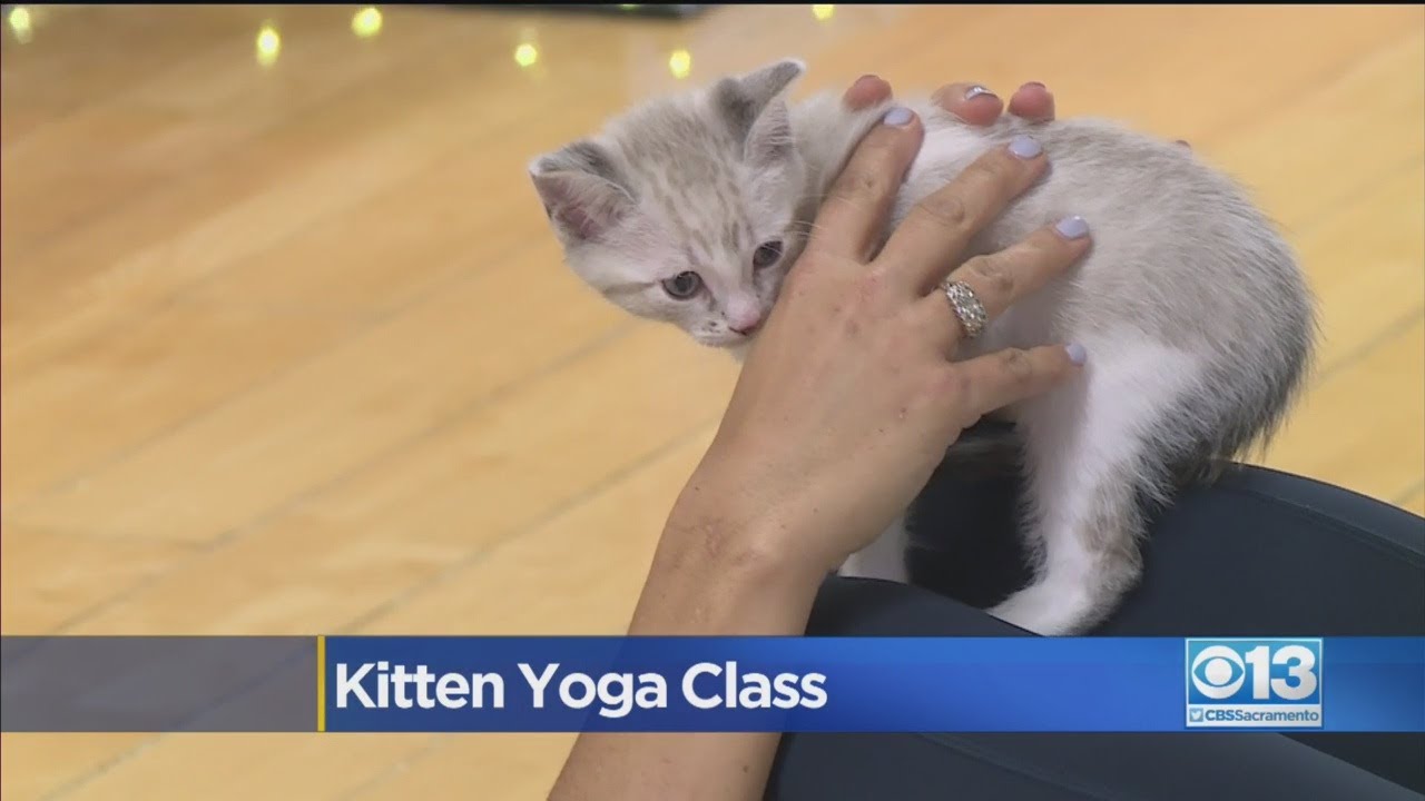 Doing Yoga With Kittens To Benefit The Sacramento SPCA