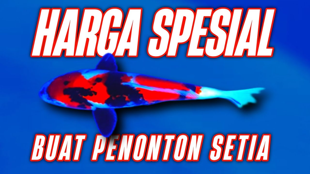 🔴KALI INI HARGANYA SERBA MIRING🤑💸🔥| KITA JUAL PEREKOR🥳 | ASTRO BLITAR KOI