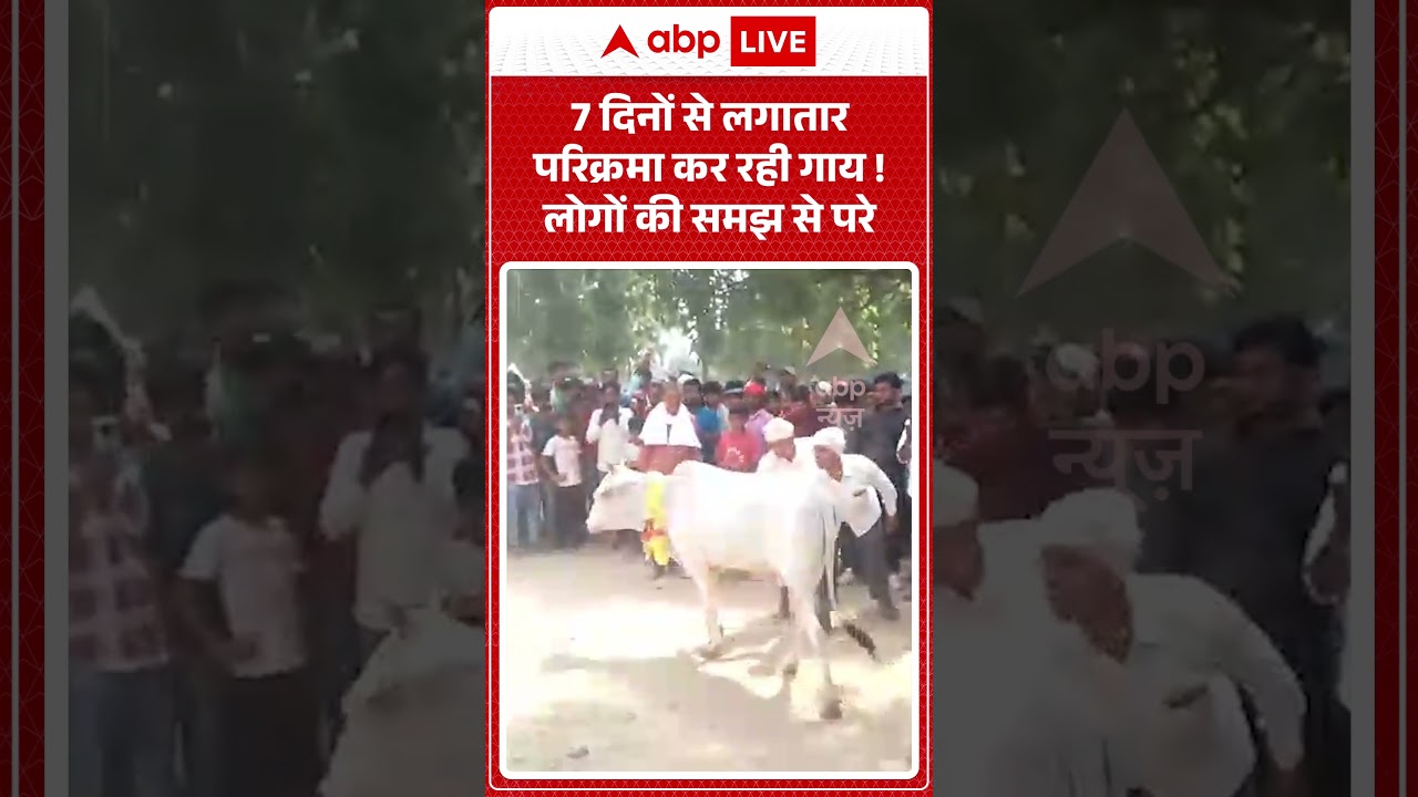 Viral News : 7 दिनों से लगातार परिक्रमा कर रही गाय! लोगों की समझ से परे | #ytshorts #viral #magiccow