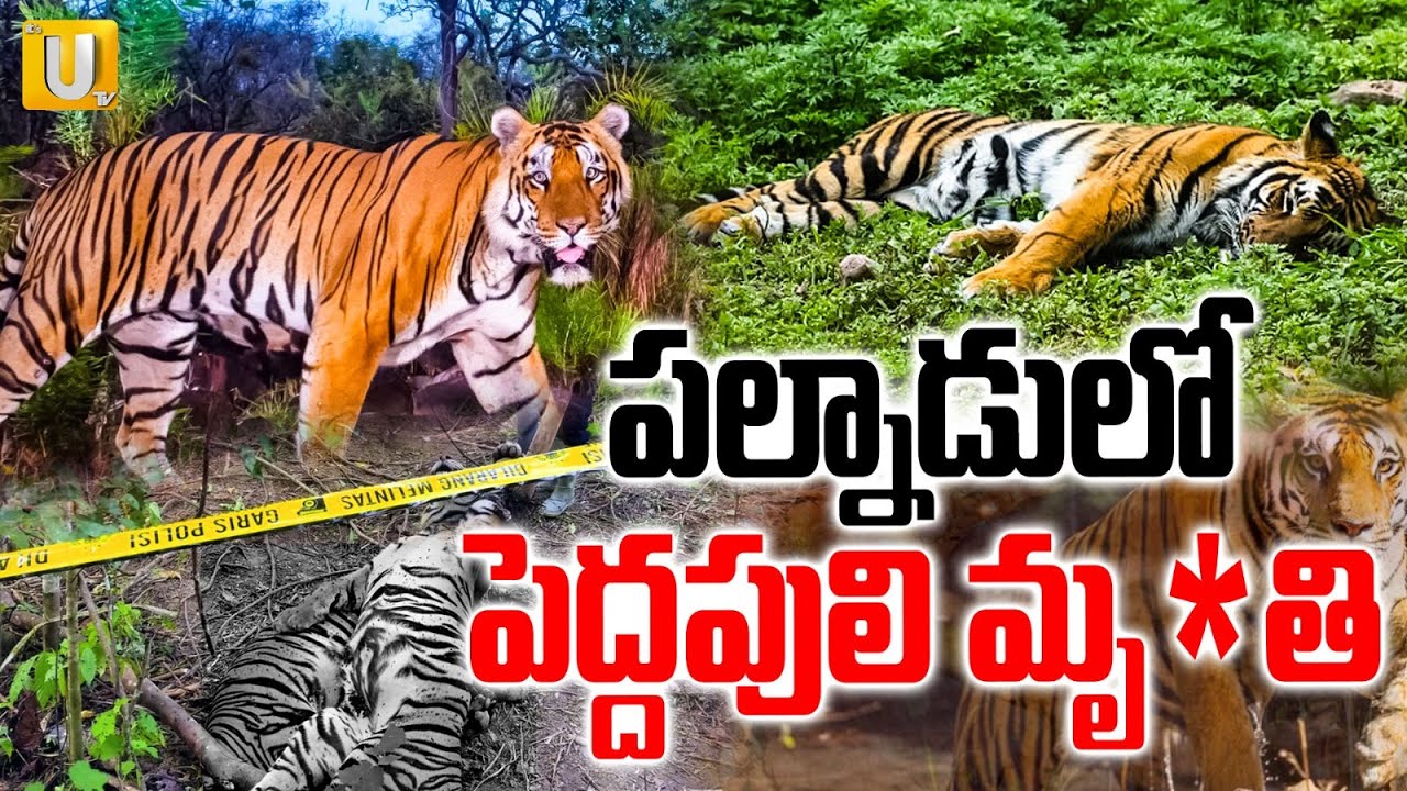 Tiger Incident At Palnadu District : వాహనం ఢీ పెద్దపులి మృ*తి | ITS UTV News