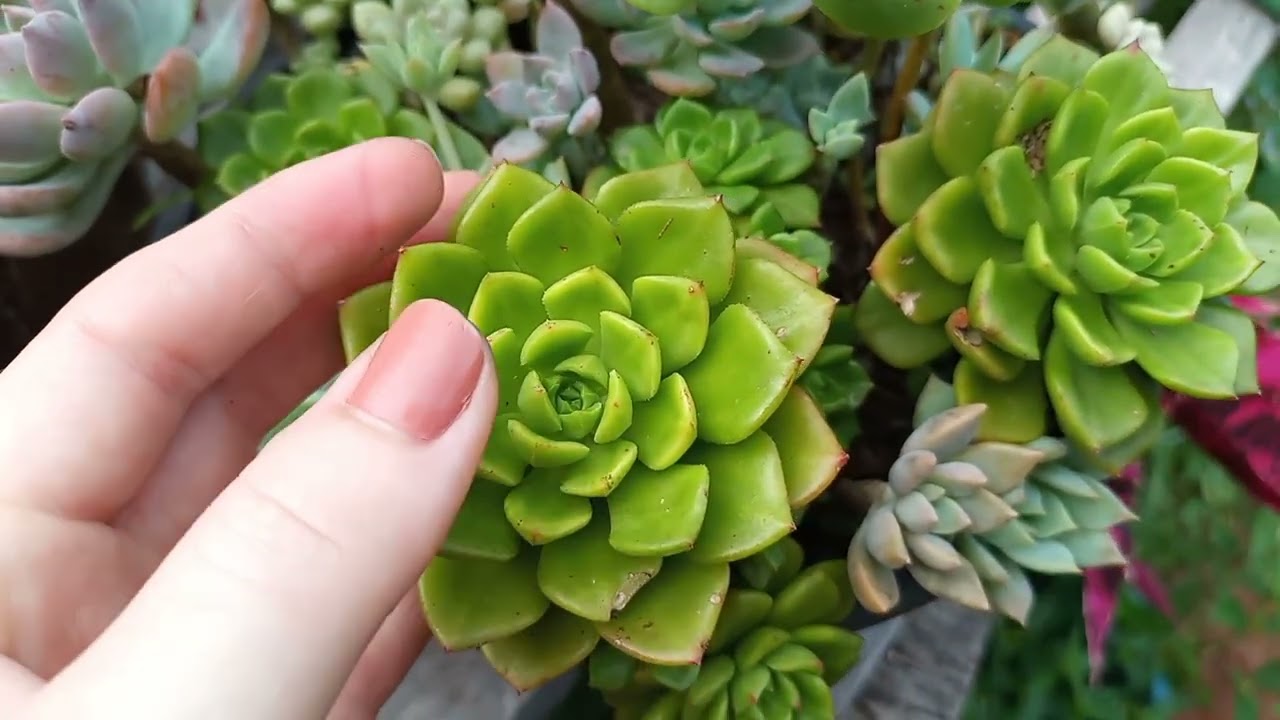 SUCULENTAS lindas que formam COLÔNIAS 💚