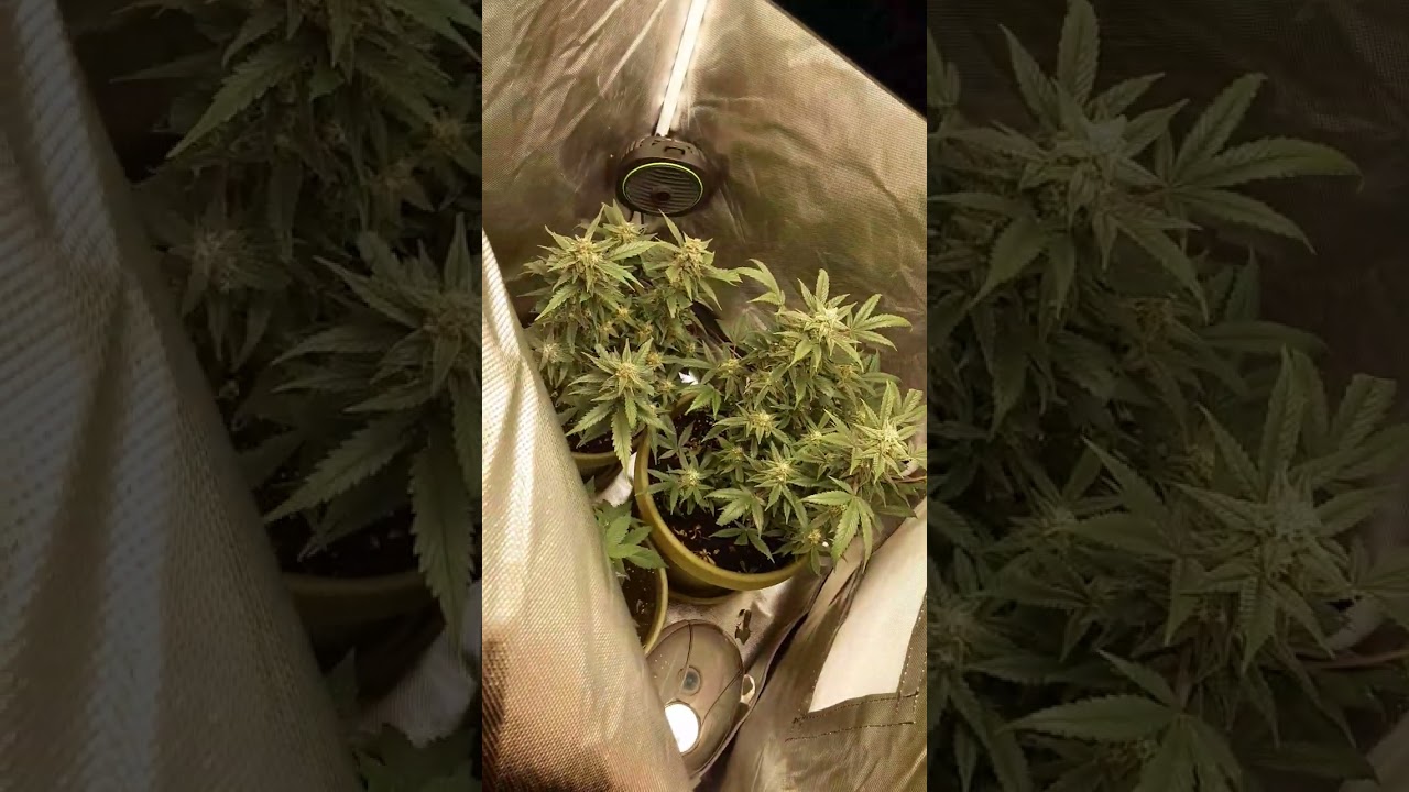 #vivosun #northatlanticseedco #spiderfarmer #thca #autoflower #Gelato #redpoison #grow #growtent
