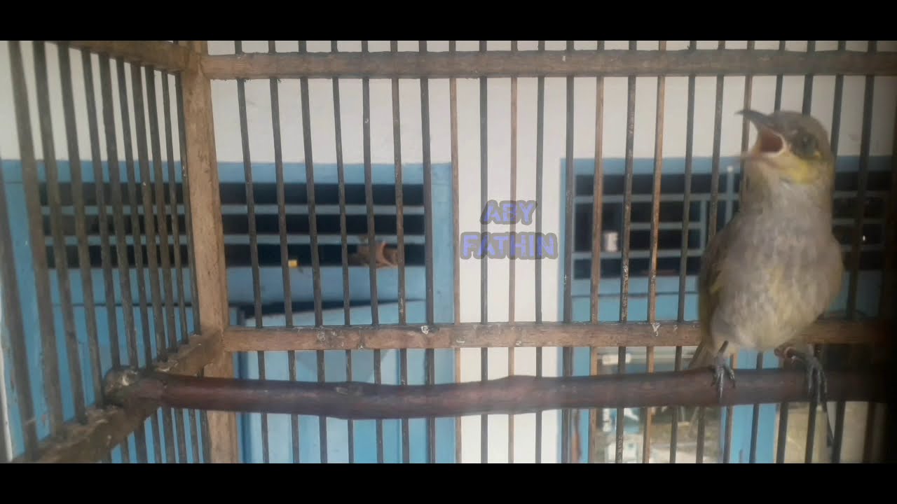 BURUNG CUCAK KOMBO KACIAL KOMBO BETINA MEMANGGIL JANTAN