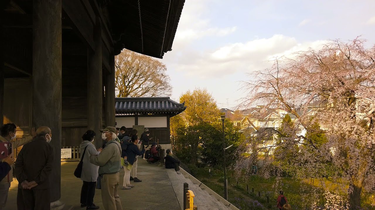 【HDD】東郷寺　Togoji Temple March 2021@ Tokyo Japan