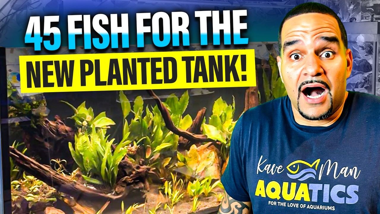 New Planted Tank | First Fish Unboxing & Acclimation!