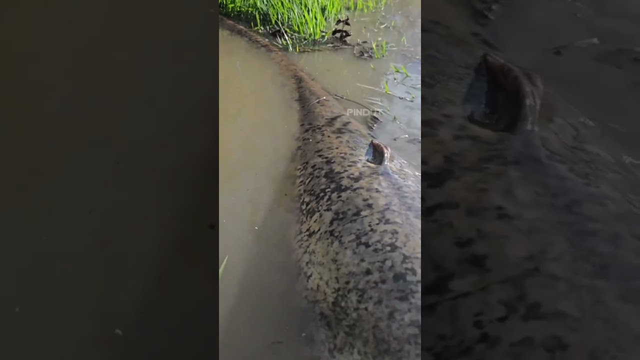 Ikan yang sangat besar sekali#ikan #tapah #sawah #ikantapah #shortvideo #shorts