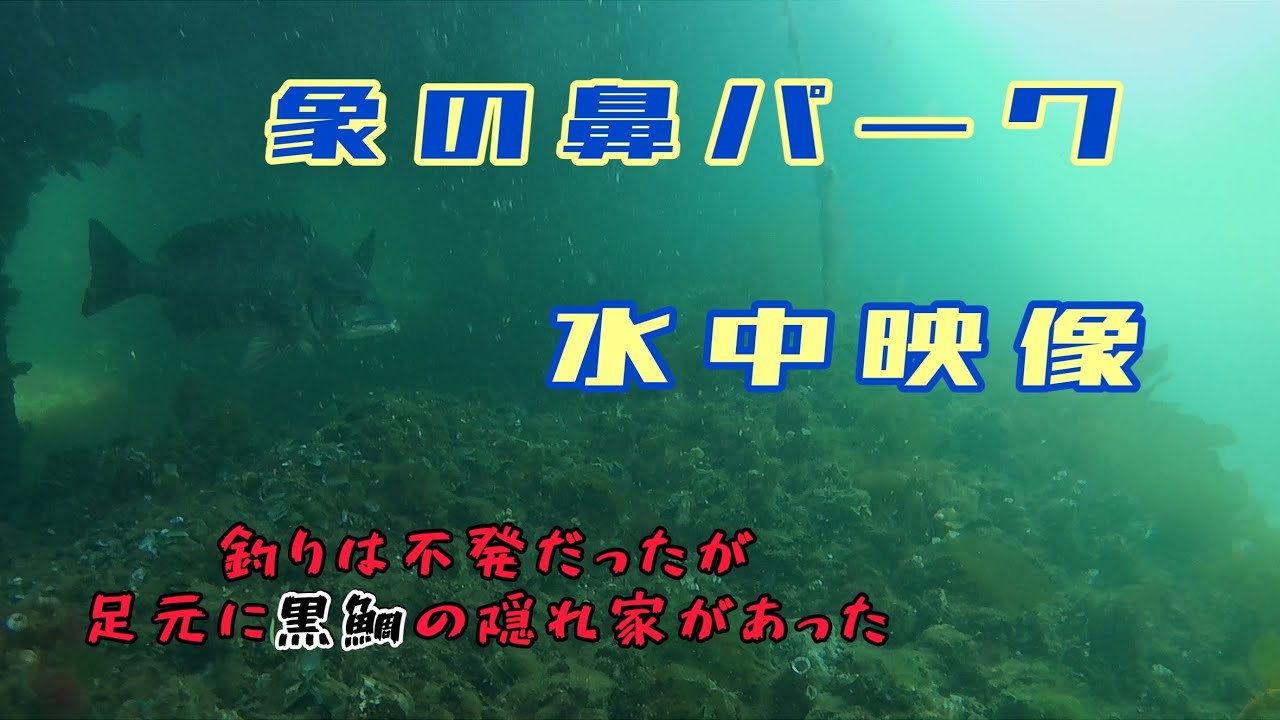 象の鼻パーク水中映像
