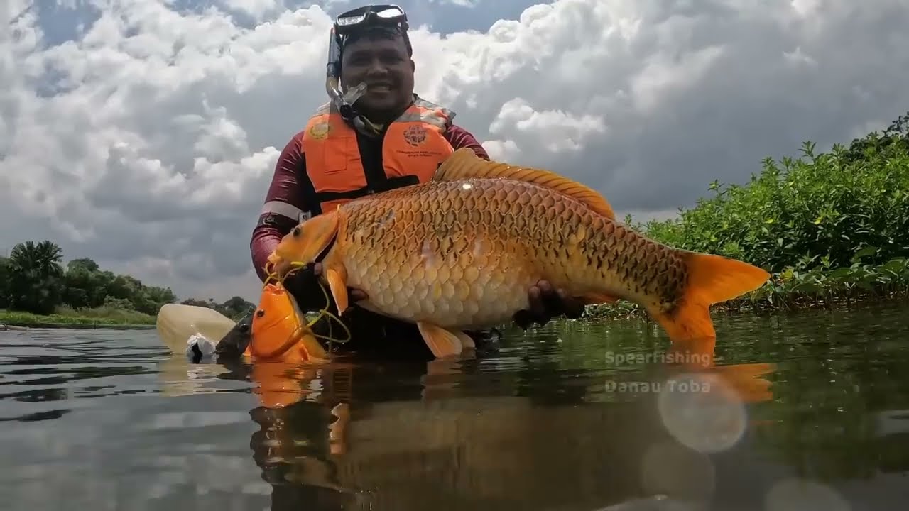 IKAN MAS BESAR penghuni Danau Toba.