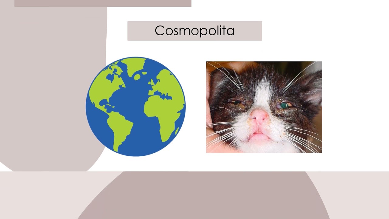 Rinotraqueítis viral felina