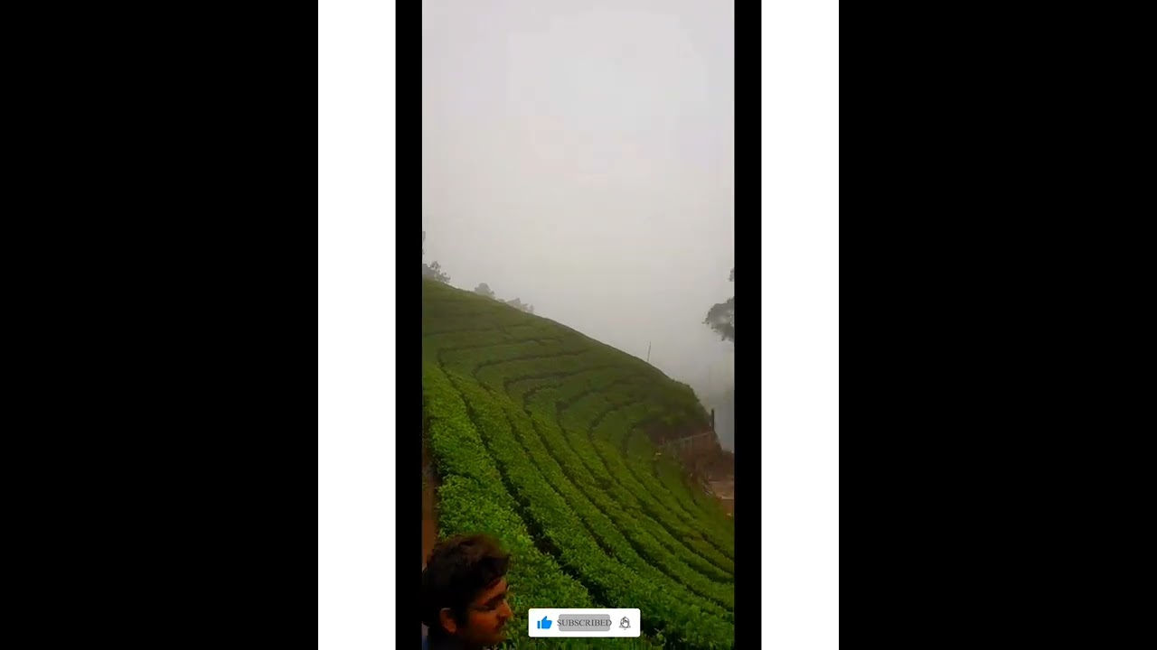 Tea Estate (Ooty) ||subscribe||share|| like||
