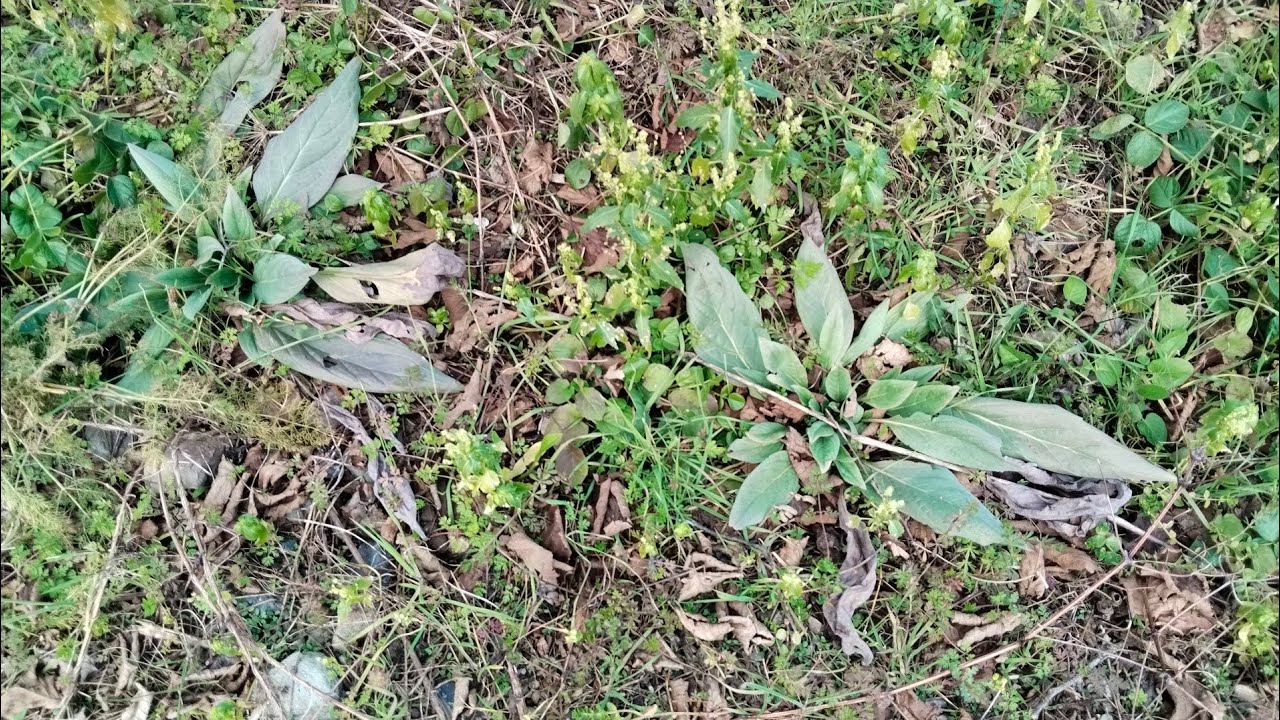 Yabani ot peşinde🌿Soğuk izin verirse🤷