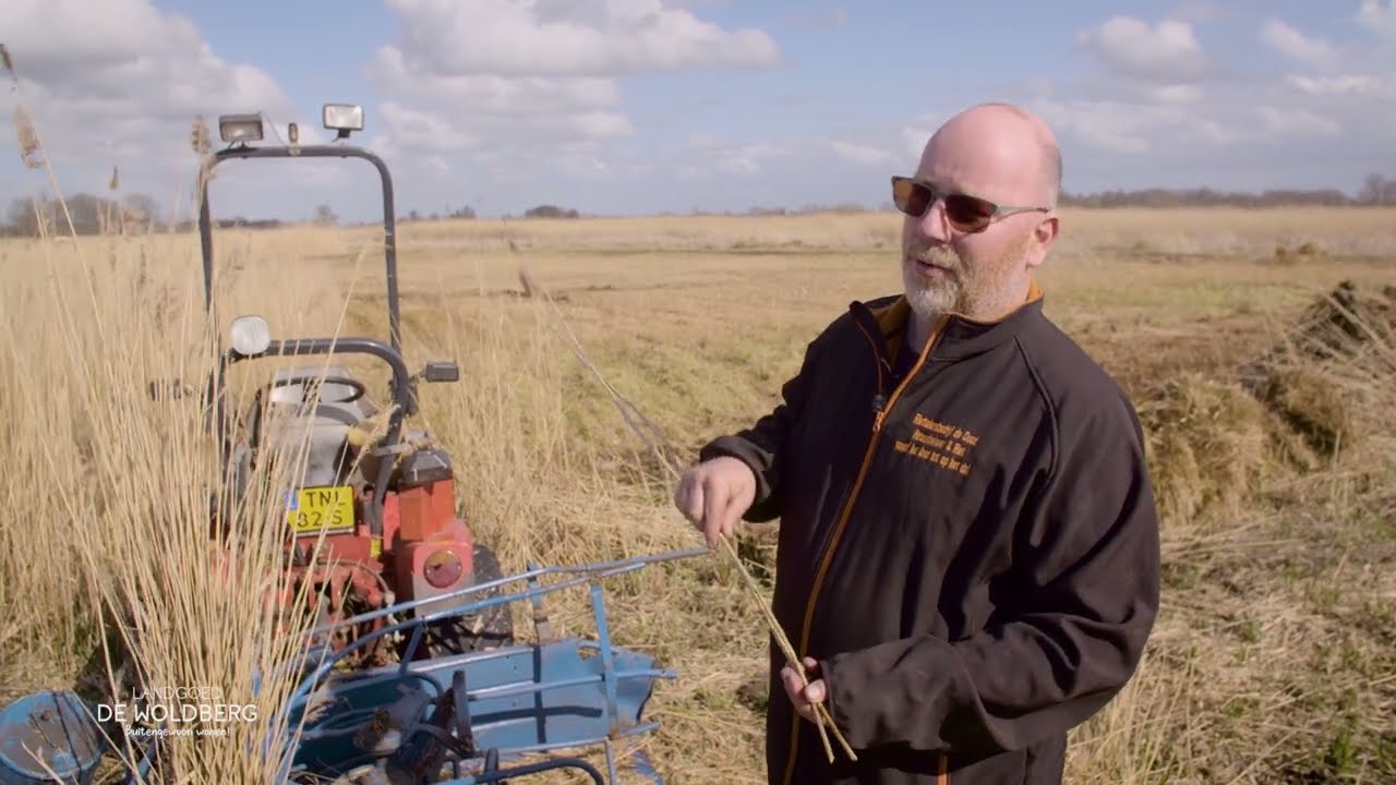 Rietteler Johan over de lokale productie van riet in Steenwijk!