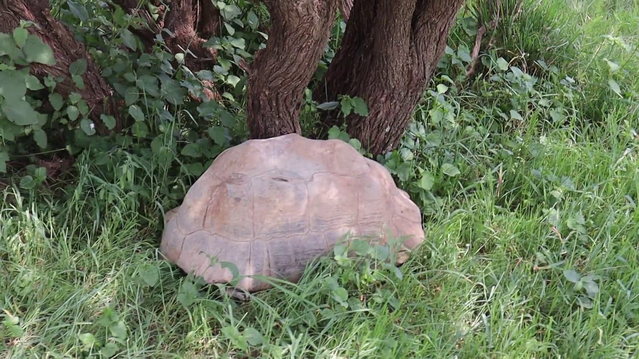 Seeraha Borama