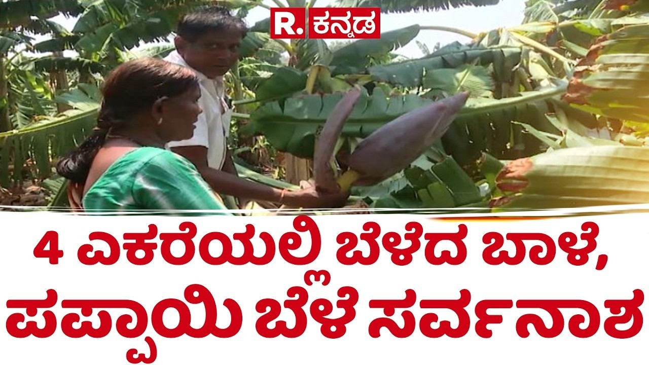 Banana Crop Loss: 4 ಎಕರೆಯಲ್ಲಿ ಬೆಳೆದ ಬಾಳೆ, ಪಪ್ಪಾಯಿ ಬೆಳೆ ಸರ್ವನಾಶ | Gadag