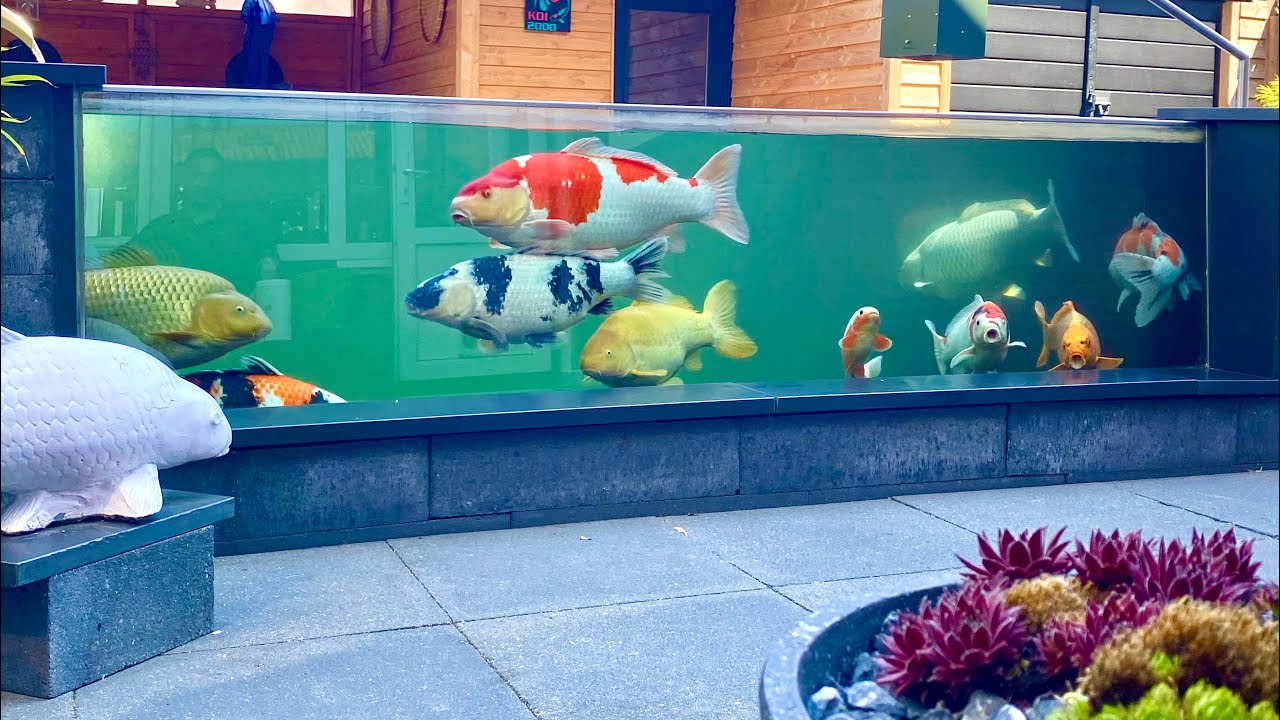 9000 Gallon Fish Pond, AMAZING Koi Collection! *TOP Garden designs
