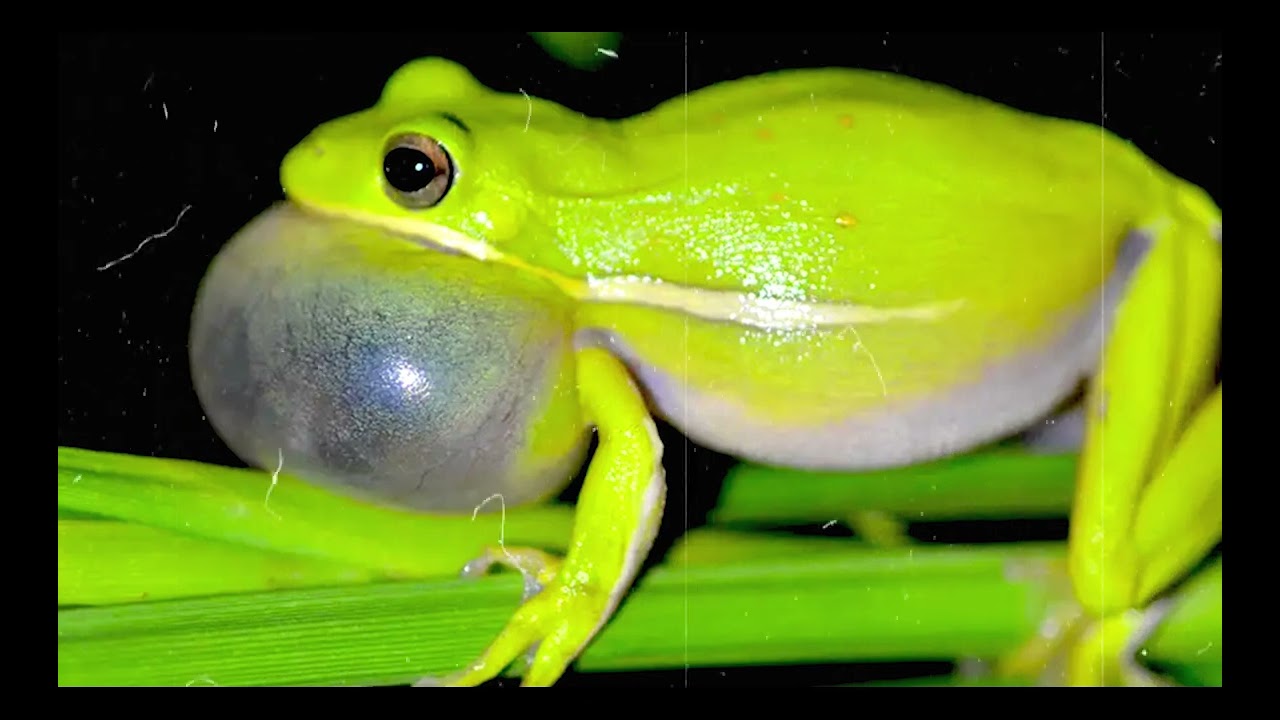 Some frogs Cry for Night So Good-Frogs Sounds| 5:34 Minutes