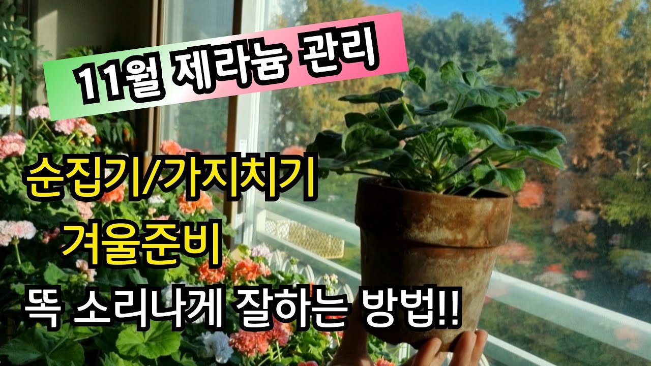 #pelargonium  11월 #제라늄관리//  순집기와가지치기 중점시기!! 겨울 제라늄 가드닝 준비