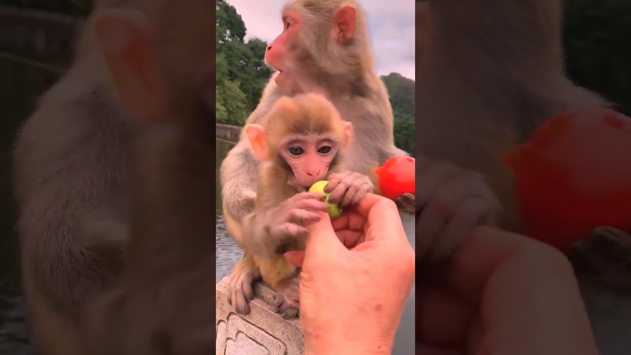 monkey,monkey baby,baby monkey,animals,funny animals,baby monkey | Ep06