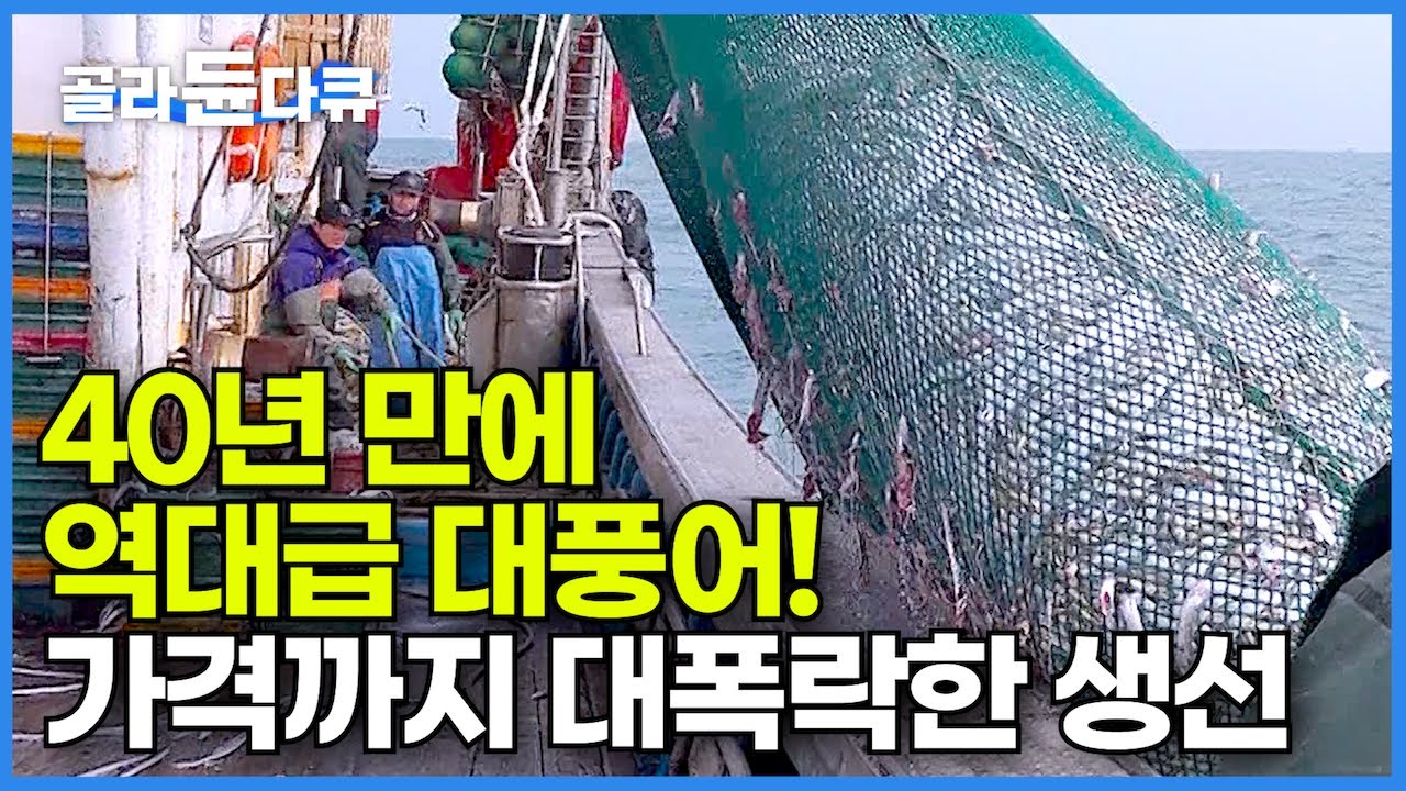비싸서 못 먹던 생선이 때아닌 풍어에 가격까지 대폭락? 가을 아닌 겨울에 역대급 대풍어 맞은 물고기┃수온 변화 어부도 놀랐다┃출항만 하면 만선 목포 먹갈치잡이┃극한직업┃#골라듄다큐