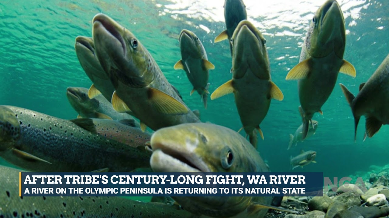 After Tribe's Century Long Fight, WA River Dam Removal Helps Nature