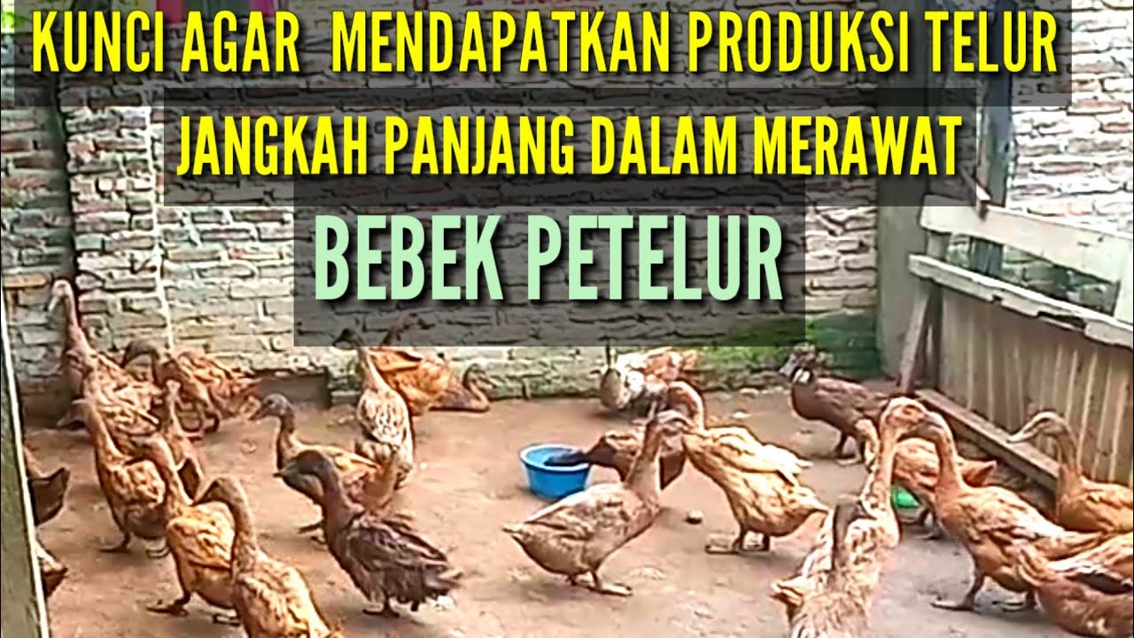 Kunci agar mendapatkan produksi telur JANGKAH panjang dalam merawat bebek petelur.