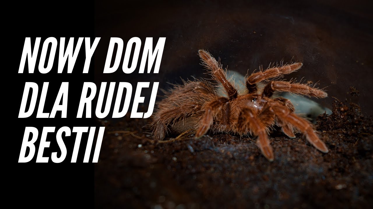 KR&Oacute;L AFRYKAŃSKICH PTASZNIK&Oacute;W? - Pelinobius muticus