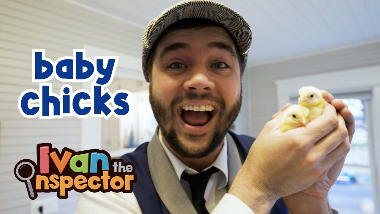 Ivan Inspects Baby Chicks | Fun and Educational Videos For Kids