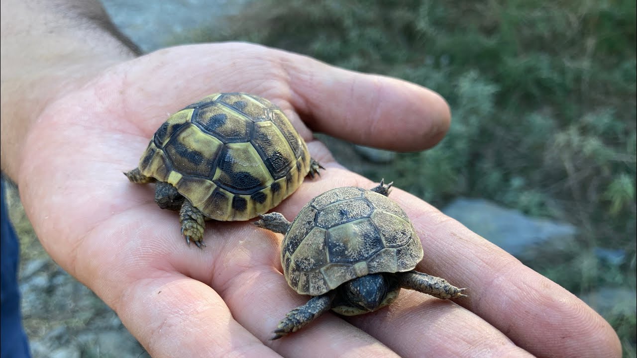 Herping γύρω από τη Θεσσαλονίκη Σεπτέμβριος 2022 - δρακάκι, χελωνάκια, ελληνική χελώνα, άνουρα κ.ά.
