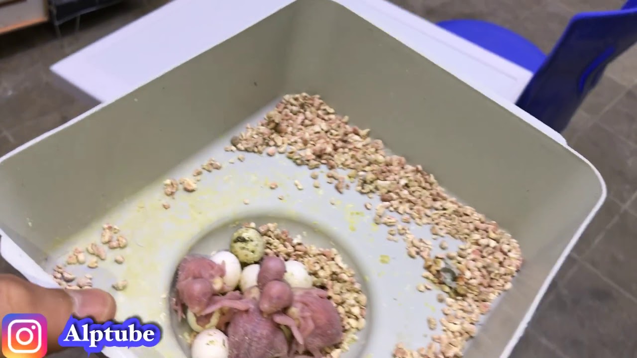 Muhabbet Kuşlarından Nasıl Yavru Yumurta  Alınır ?