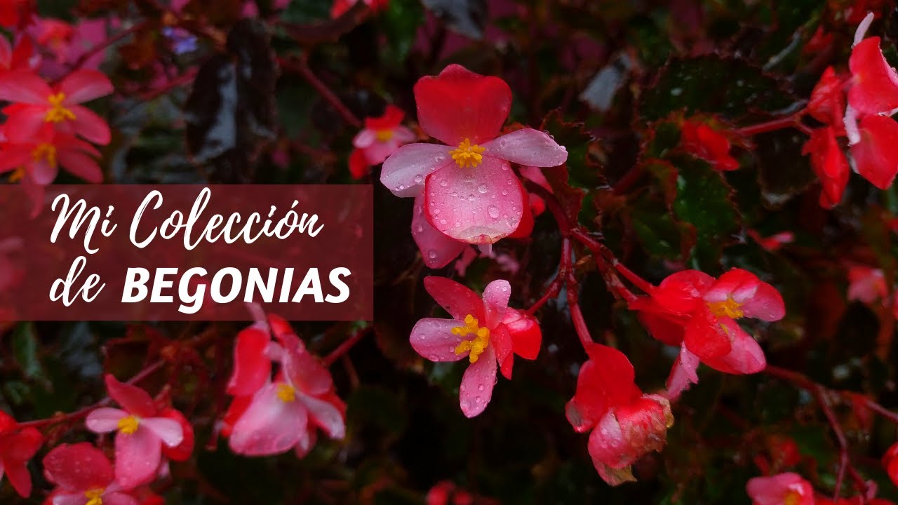 Mi pequeña colección de begonias | Jardín Diaz