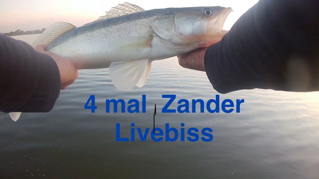 Zander angeln mit dem Carolina Rig/Texas Rig und Jiggen mit Gummifisch in den Niederlande.