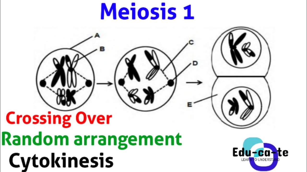 Meiosis - The process (1st meiotic division)
