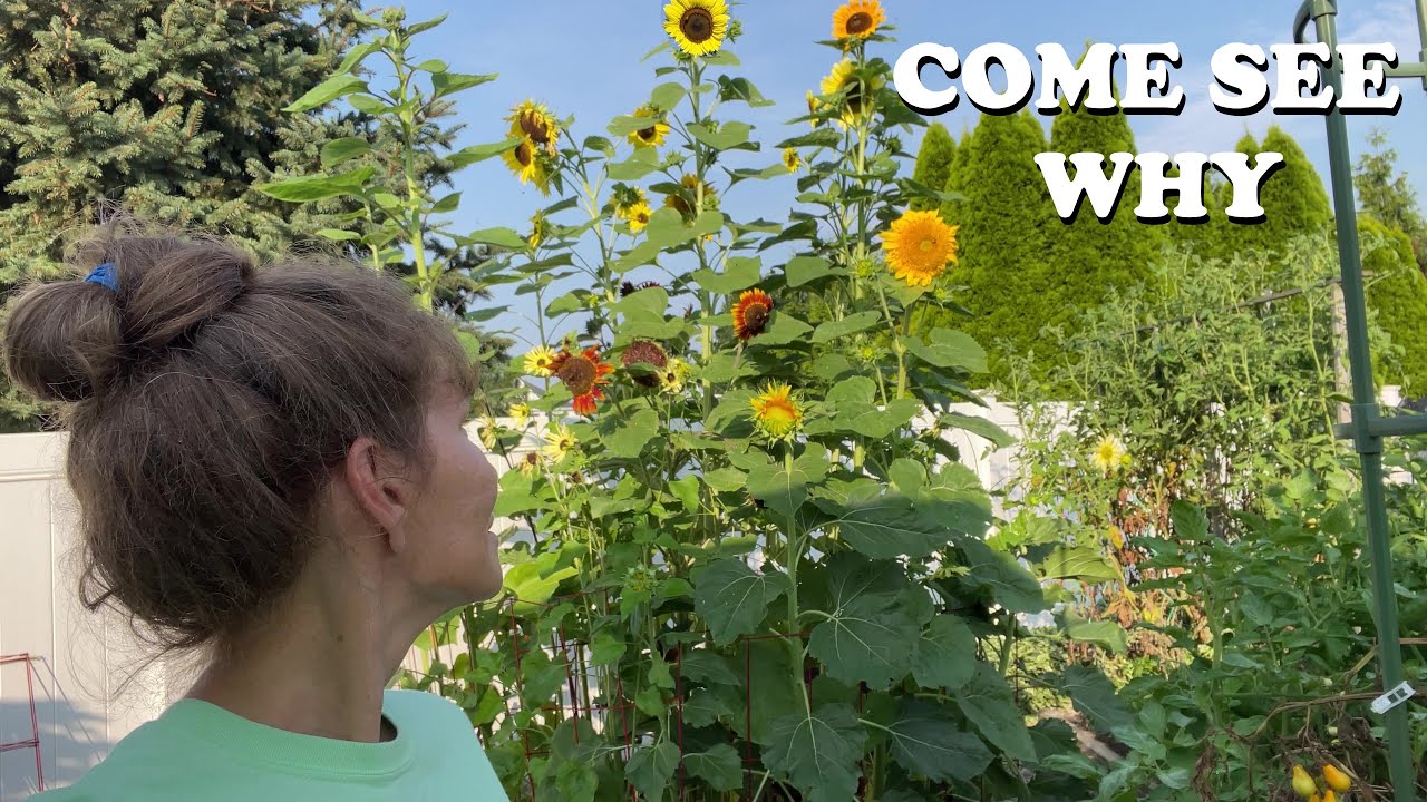 Why You Should Grow Sunflowers