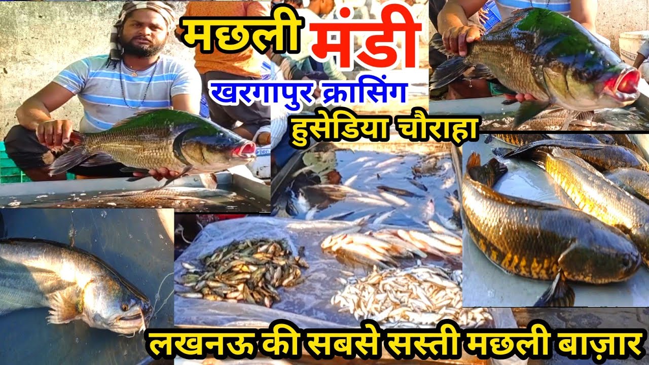 लखनऊ की सबसे सस्ती मछली मंडी |Lucknow ki Machli mandi |Fish Market Lucknow