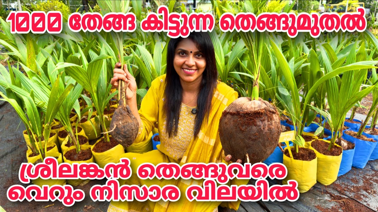 1000 തേങ്ങ കിട്ടുന്ന തെങ്ങുമുതൽ ശ്രീലങ്കൻ തെങ്ങുവരെ വെറും നിസാര വിലയിൽ | Coconut | Thengukrishi |