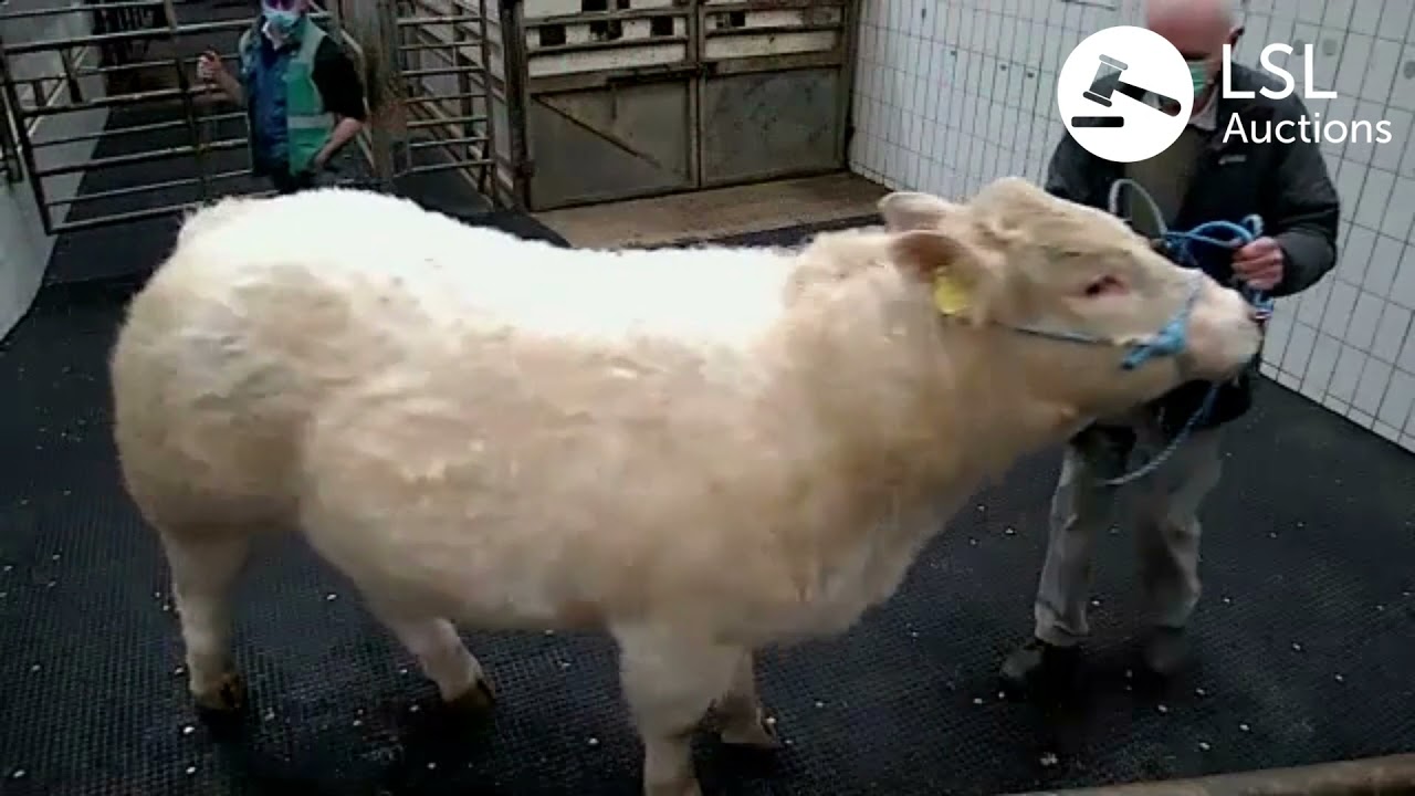 LSL Auctions - Stand-out Lot 12 at Ennis Clare Co-Op Mart Pedigree Bull sale - LSLAuctions.com