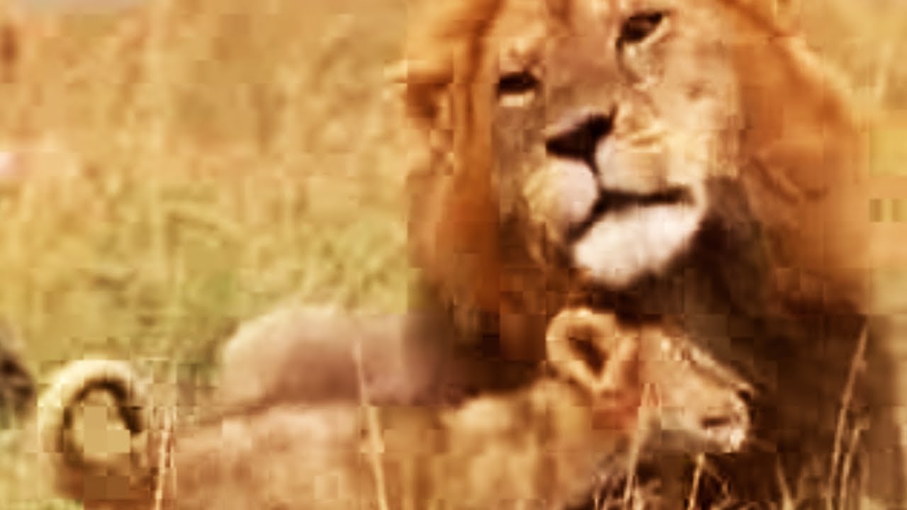 Lions and Young Cubs | BBC Studios