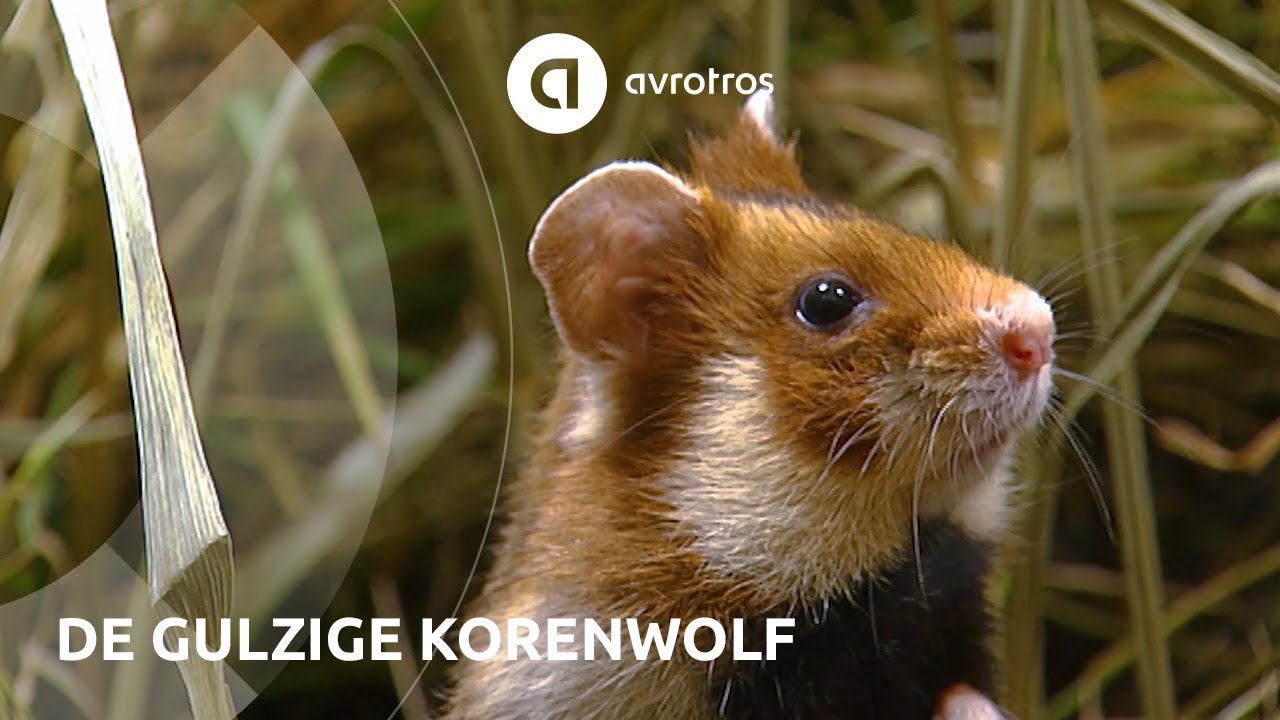 Wild in Nederland: de gulzige korenwolf