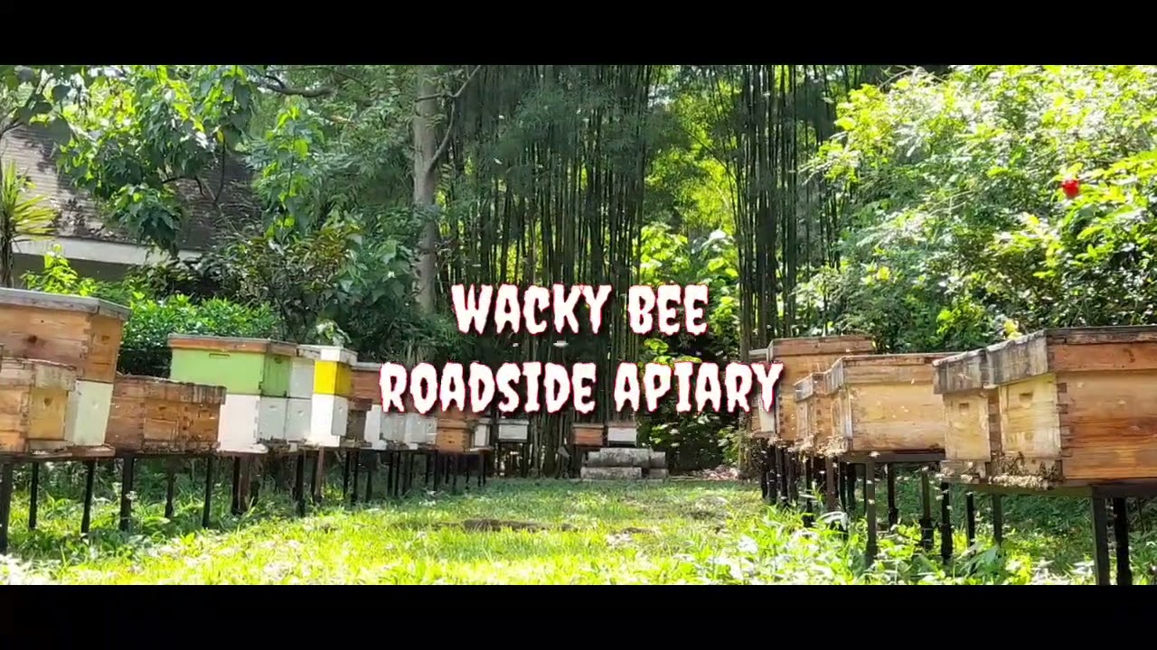 wackybee honey#apismellifera
