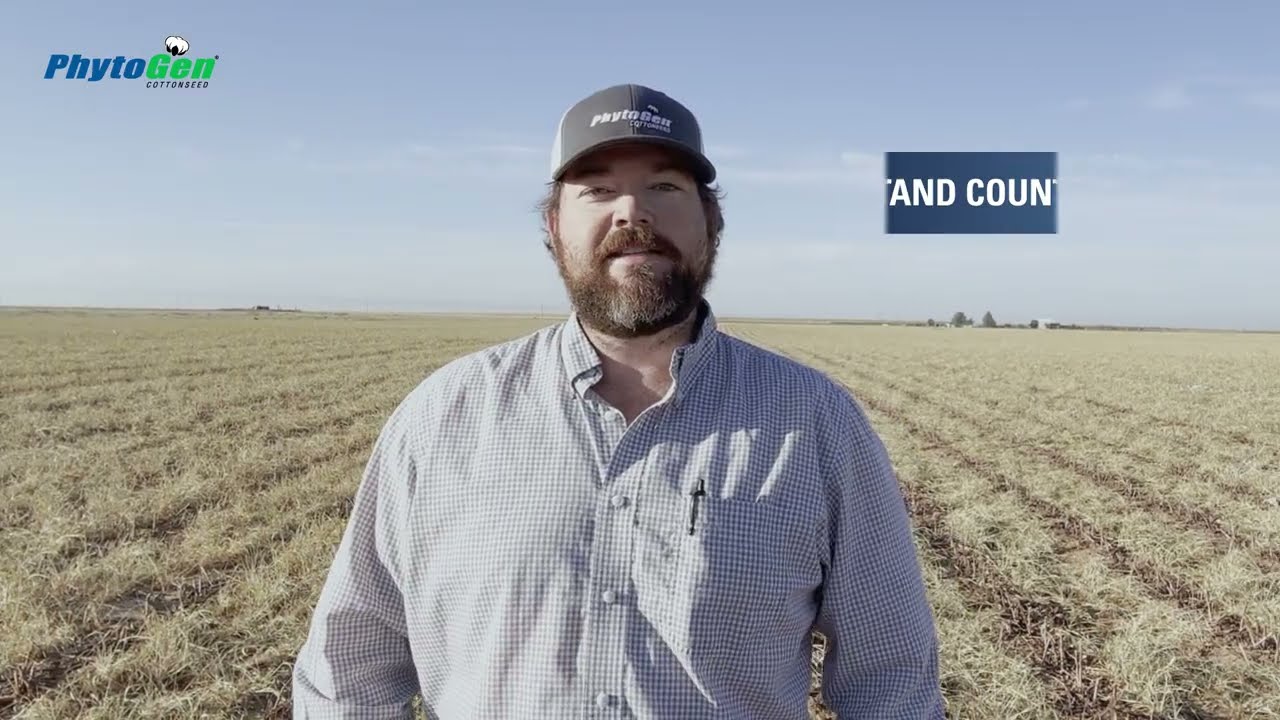 Early-Season Cotton Threats: Seedling Disease, Cold Damage & Pests