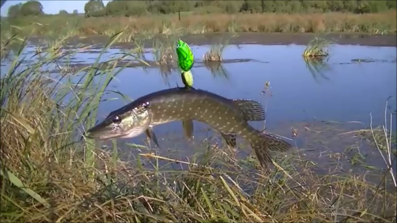 Щука на лягушку