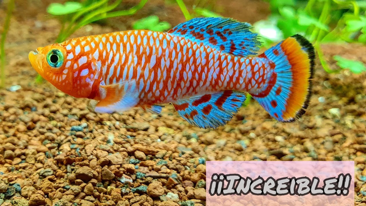 Por fin llegan los killis! / Nothobranchius rachovii