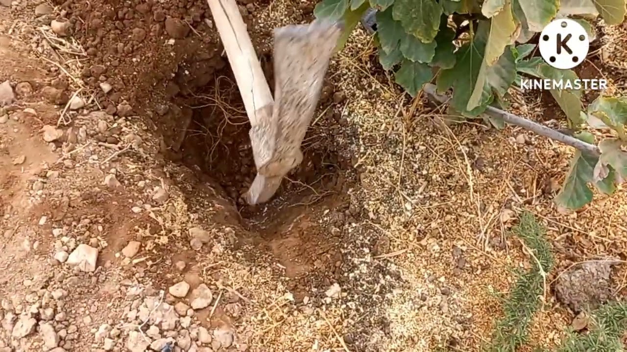 Les OYAS : Technique d'irrigation pour l'économie de l'eau