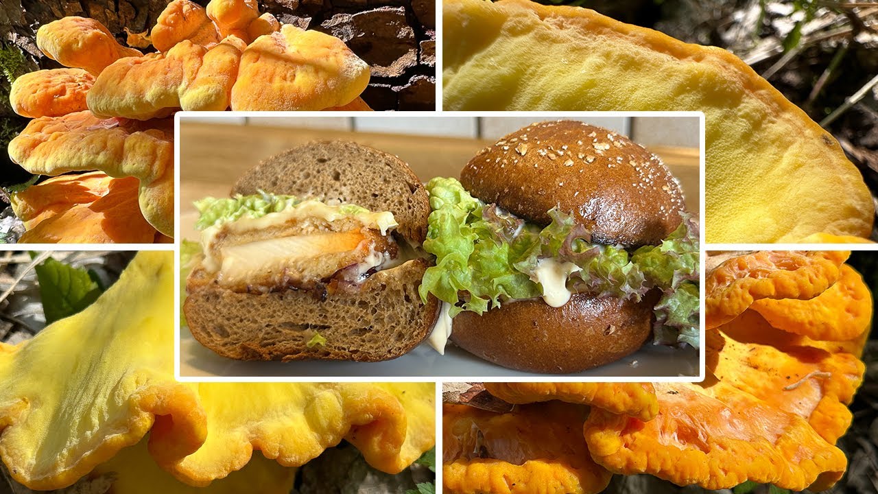 Erste Schwefelporlinge | Huhn des Waldes finden, sammeln, zubereiten | Rezept & Verwechslungspartner