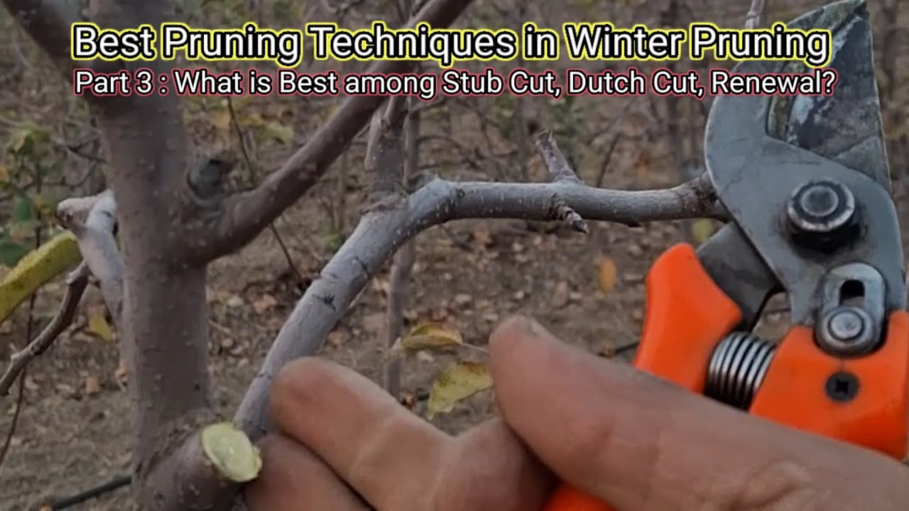 Pruning Technique : Stub Cut, Dutch Cut, Renewal of branches || Magray Orchards